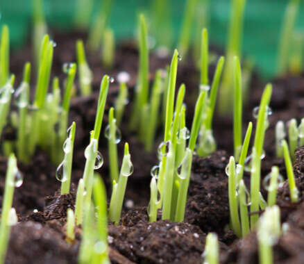 pflanze rasenerde banner c